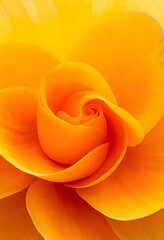 Bright Orange Flower Petal Closeup Abstract Floral Background