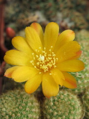 Zbliżenie na żółte kwiaty kaktusa © Kumulugma