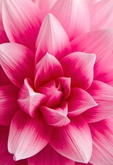 Pink Flower Petal Closeup Abstract Floral Background Macro