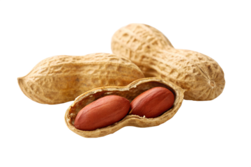 Peanuts in shells isolated on white background