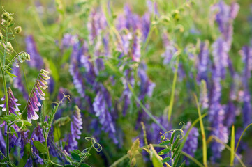 Fragrant summer sunny meadow with Vicia cracca flowers.