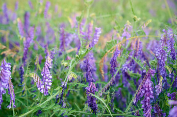 Fragrant summer sunny meadow with Vicia cracca flowers.