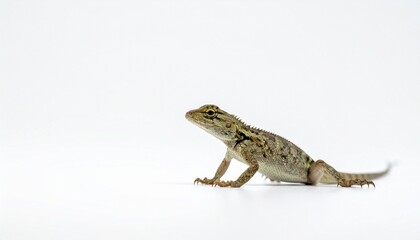 Fototapeta premium lizard on a white background