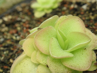 Zbliżenie na rozety rośliny z gatunku pinguicula © Kumulugma