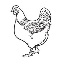 Chicken Line Art Illustration - Black and White Farm Animal Drawing