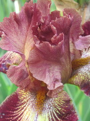 Zbliżenie na kwiaty irysa © Kumulugma