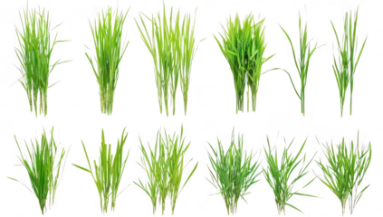 A collection of various green grass types displayed in a grid format. their unique shapes and sizes. ideal for nature-themed projects or landscaping designs