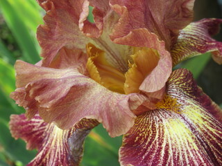 Zbliżenie na kwiaty irysa © Kumulugma