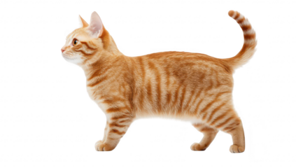 A playful orange tabby cat walking gracefully on a clean white background. its fur pattern and curious expression. perfect for pet-related content