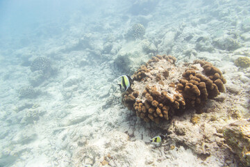 Underwater view of coral reef with colorful fish
