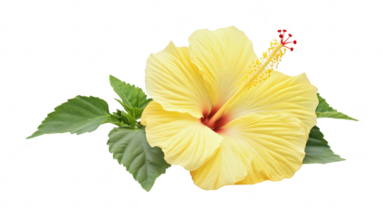A yellow hibiscus flower in full bloom. its delicate petals and striking red stamen. surrounded by lush green leaves. perfect for nature-themed design projects