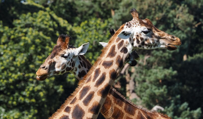views around a wildlife park with captive animals