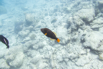 Underwater view of coral reef with colorful fish