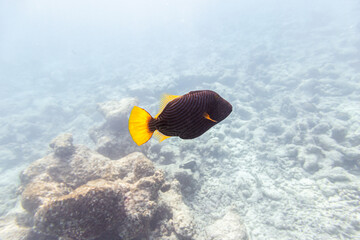 Underwater view of coral reef with colorful fish