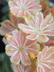 Zbliżenie na kwiaty sukulenta z gatunku lewizja © Kumulugma