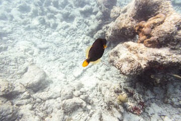 Underwater view of coral reef with colorful fish