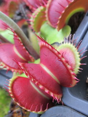 Zbliżenie na młode pułapki rośliny z gatunku dionaea © Kumulugma