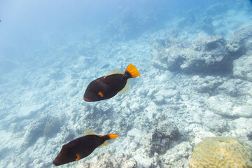 Underwater view of coral reef with colorful fish
