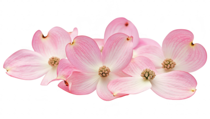A serene arrangement of delicate pink dogwood flowers. their intricate petals and central structures. set against a soft white background. perfect for nature-themed designs and tranquility