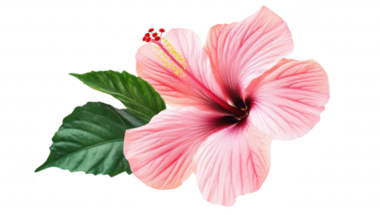 A pink hibiscus flower with lush green leaves. its delicate petals and intricate details. perfect for nature-themed designs. backgrounds. or floral arrangements