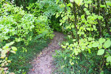 Idyllic scenery with gravel footpath and leaves of bushes and trees at Swiss City of Zürich on a cloudy autumn day. Photo taken September 27th, 2025, Zurich Schwamendingen, Switzerland.