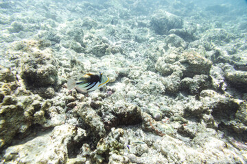 Underwater view of coral reef with colorful fish