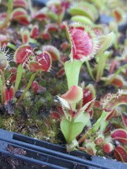 Zbliżenie na młode pułapki rośliny z gatunku dionaea © Kumulugma