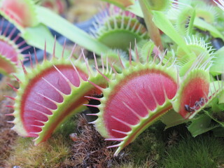 Zbliżenie na młode pułapki rośliny z gatunku dionaea © Kumulugma