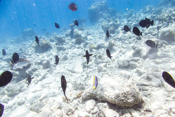 Underwater view of coral reef with colorful fish
