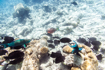 Underwater view of coral reef with colorful fish