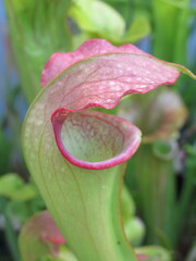 Zbliżenie na kielich rośliny z gatunku sarracenia © Kumulugma