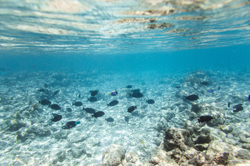 Underwater view of coral reef with colorful fish
