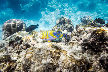 Underwater view of coral reef with colorful fish