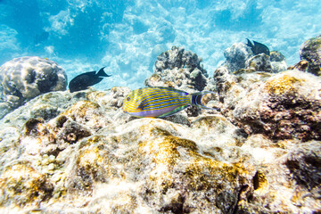 Underwater view of coral reef with colorful fish