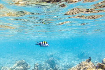 Underwater view of coral reef with colorful fish