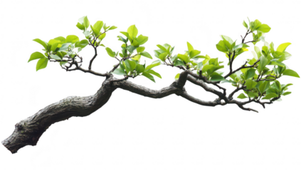 A close-up view of a green tree branch with fresh leaves. natural beauty and intricate details. ideal for nature-themed projects or backgrounds