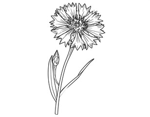 Detailed line drawing of a carnation flower