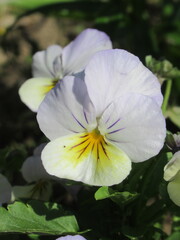 Zbliżenie na kolorowy kwiat bratka © Kumulugma