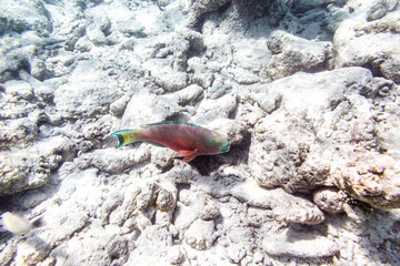 Underwater view of coral reef with colorful fish