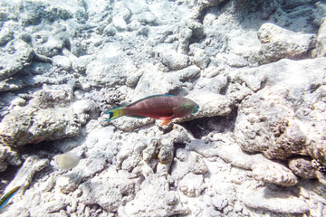 Underwater view of coral reef with colorful fish