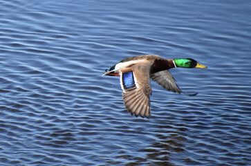 Obraz premium A duck on the river in spring, Montmagny, Québec, Canada