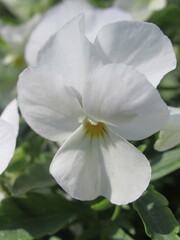 Zbliżenie na kolorowy kwiat bratka © Kumulugma