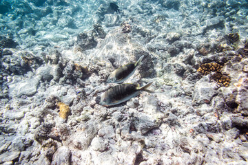 Underwater view of coral reef with colorful fish