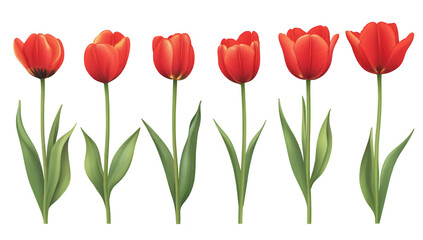 Fototapeta premium A arrangement of red tulips standing tall with lush green leaves. their beauty against a plain background. perfect for spring-themed designs and floral decorations