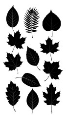 Collection of black silhouette leaves