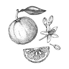 Fototapeta na wymiar Yuzu sketches. Hand drawn vector illustration of citrus fruit with flowers and leaves. NOT AI generated