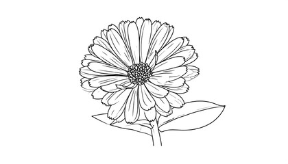 Detailed line drawing of a marigold