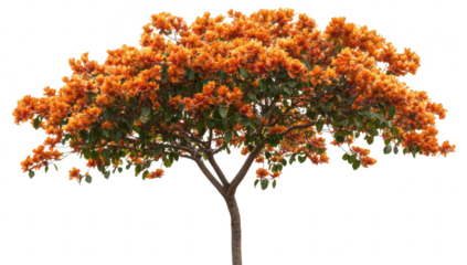 A orange flowering tree stands majestically against a white background. its lush foliage and bright blossoms. perfect for nature-themed designs and floral arrangements