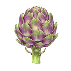 Fototapeta premium Watercolor artichoke with purple and green petals, detailed botanical illustration isolated on white background