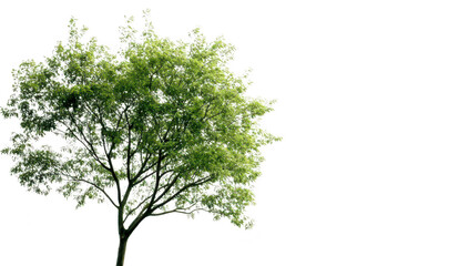 Obraz premium A solitary green tree stands against a soft. white background. symbolizing tranquility and natures beauty. ideal for use in environmental themes or minimalistic designs